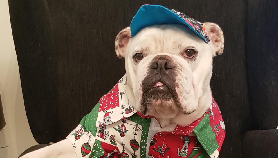 Palliative Care Dog, George Wilson