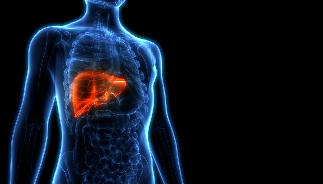 X-ray showing a highlighted Liver