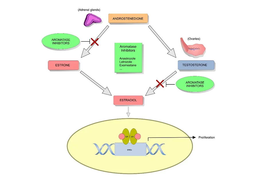 Hormone therapy for cancer Mechanism of action of aromatase inhibitors