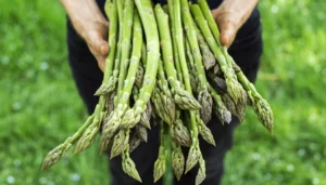 Bundle of Asparagus