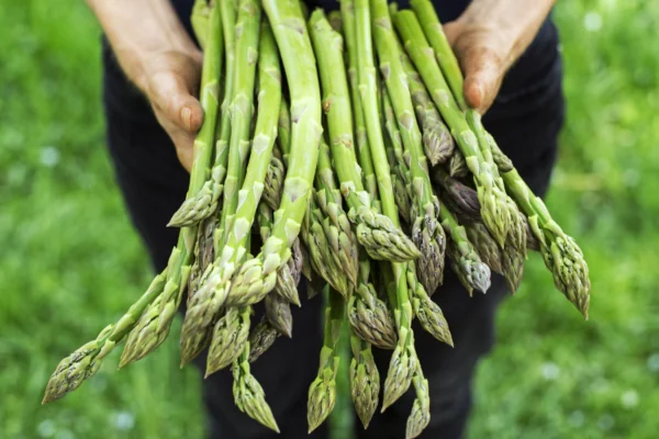 Bundle of Asparagus