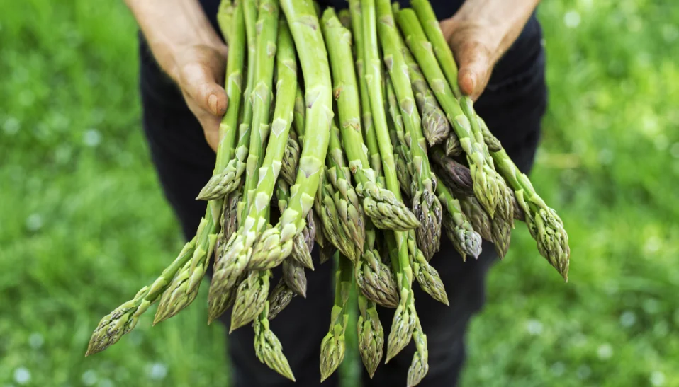 Bundle of Asparagus