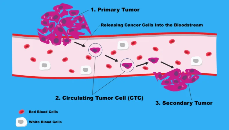 CTC InfoGraphic Circulating Tumor Cell Inforgraphic