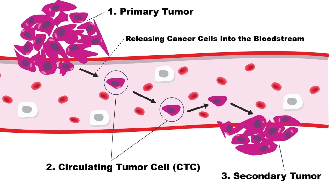 Circulating Tumor Cells Illustration